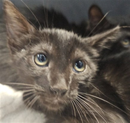 BINKY, a cat for adoption from West Valley Animal Care and Control Center