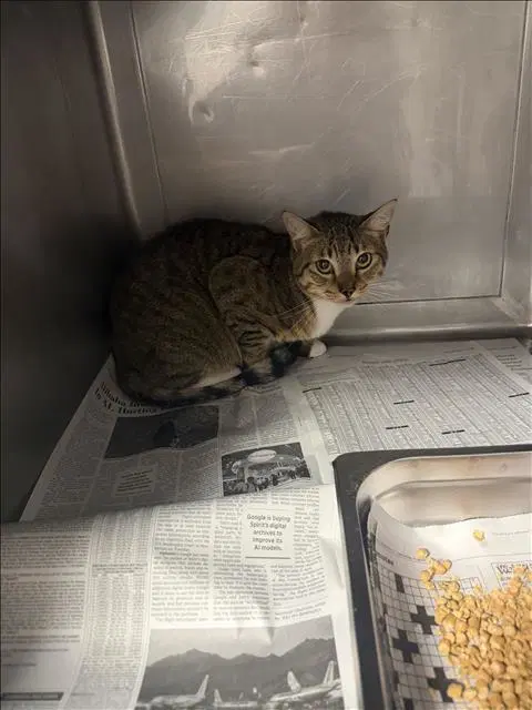 Goombrt - Domestic Short Hair