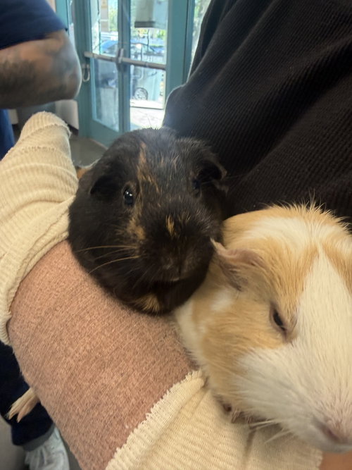 BROWNIE, a guinea pig for adoption from West Valley Animal Care and Control Center