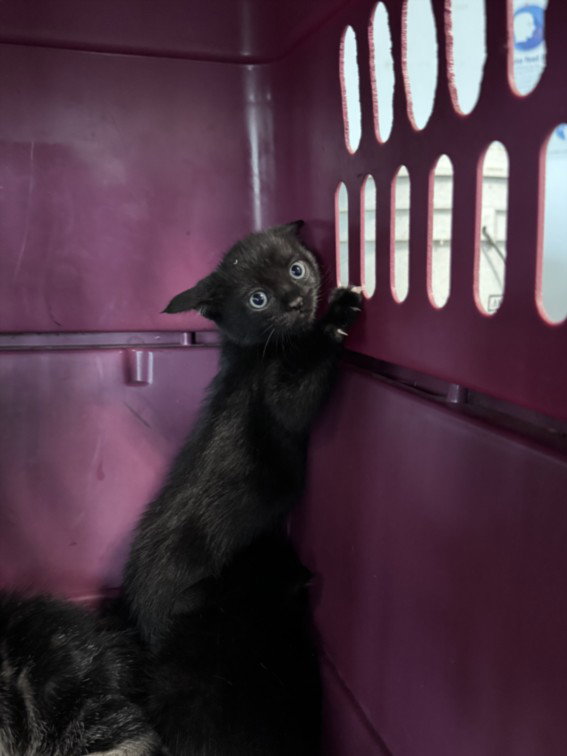 Twinkle, Domestic Short Hair