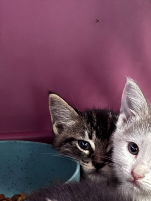Dinky, Domestic Short Hair
