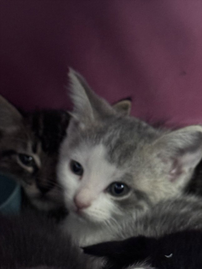 Tinker, Domestic Short Hair