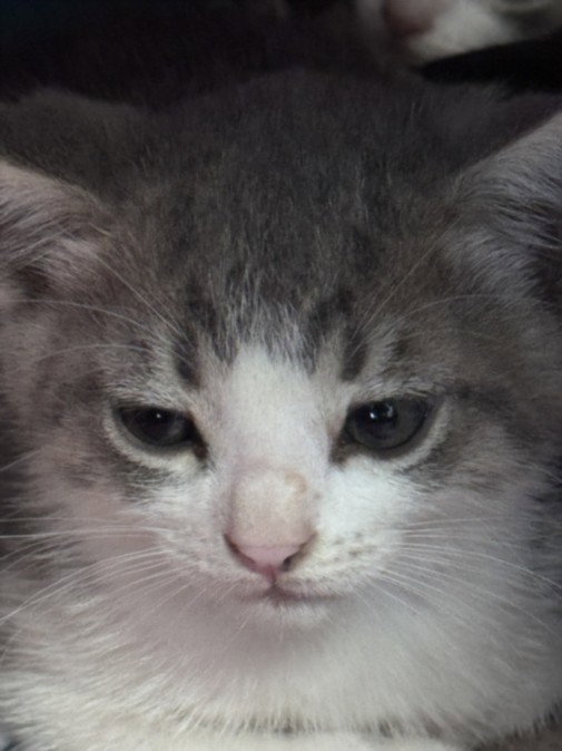 Mari, Domestic Short Hair