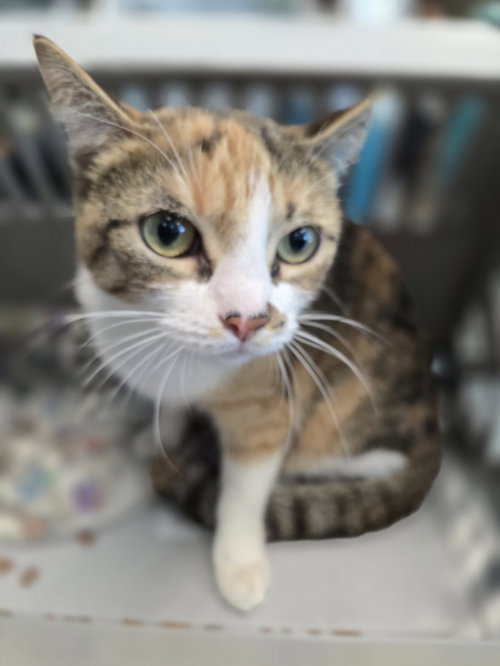 BOUJIE, a cat for adoption from West Valley Animal Care and Control Center