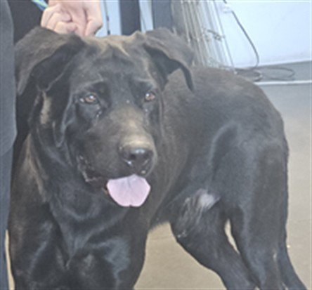 HUGO, a dog for adoption from West Valley Animal Care and Control Center