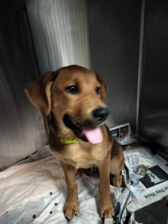 JO, a dog for adoption from West Valley Animal Care and Control Center