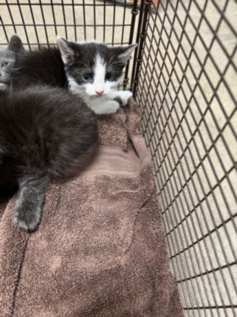 JARED, a cat for adoption from West Valley Animal Care and Control Center