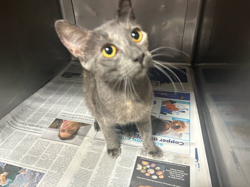 JENNY, a cat for adoption from West Valley Animal Care and Control Center