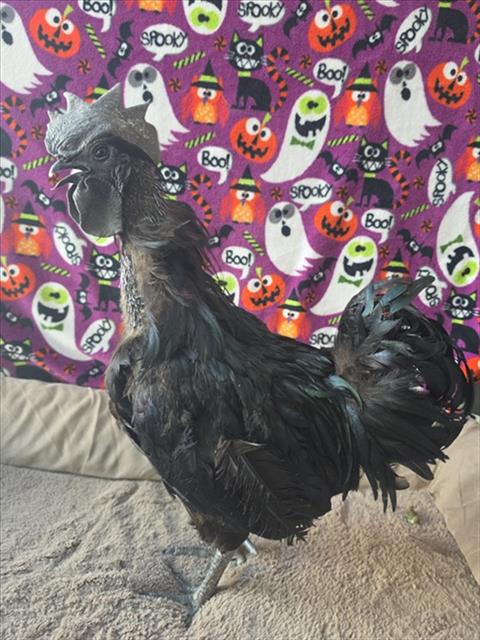 DOZER, a poultry for adoption from West Valley Animal Care and Control Center
