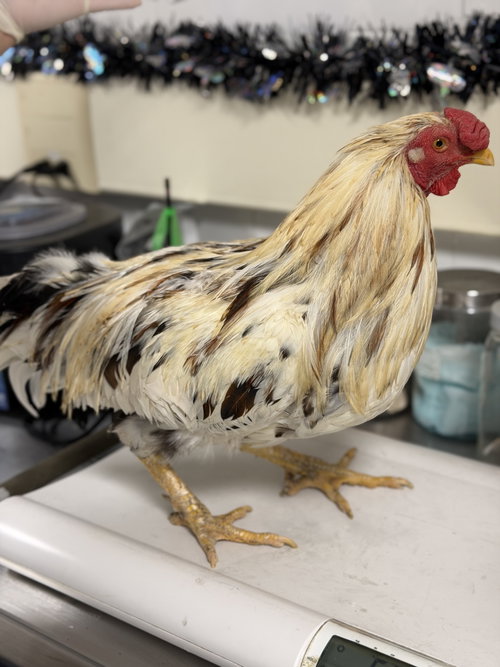 DIGGER, a poultry for adoption from West Valley Animal Care and Control Center