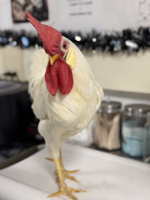 DODGER, a poultry for adoption from West Valley Animal Care and Control Center