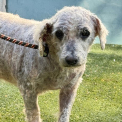 GEO, a dog for adoption from West Valley Animal Care and Control Center