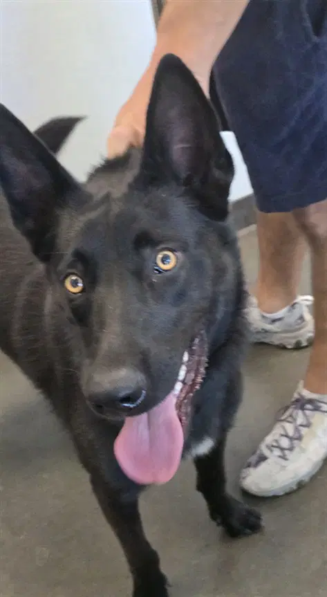Muchtar - Belgian Shepherd Malinois