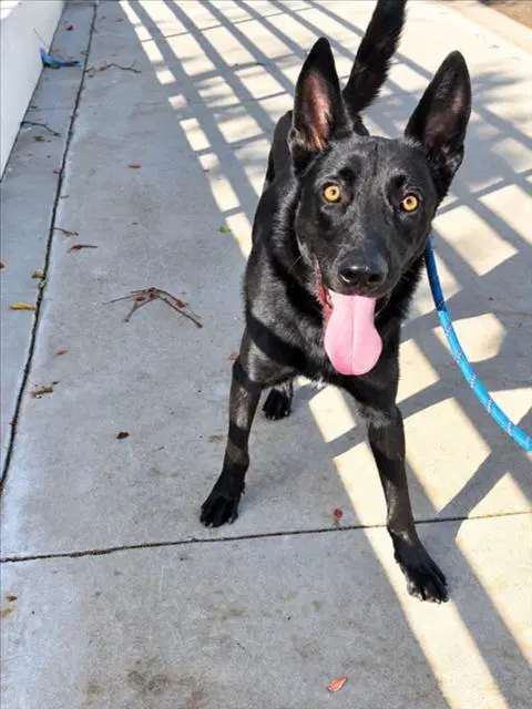Muchtar - Belgian Shepherd Malinois