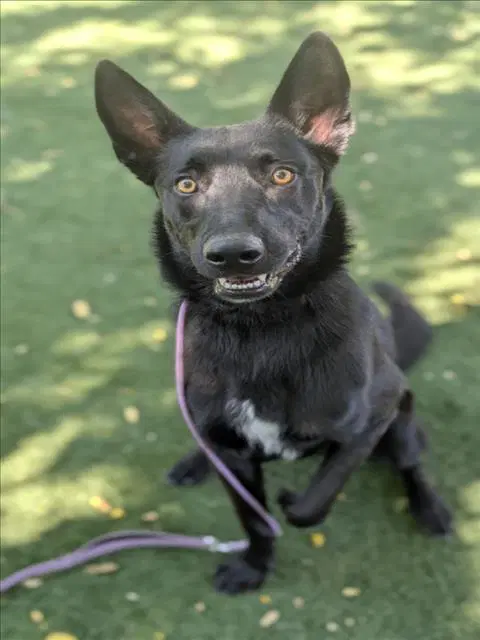 Muchtar - Belgian Shepherd Malinois