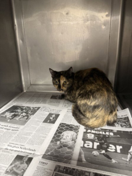 CHULA, a cat for adoption from West Valley Animal Care and Control Center