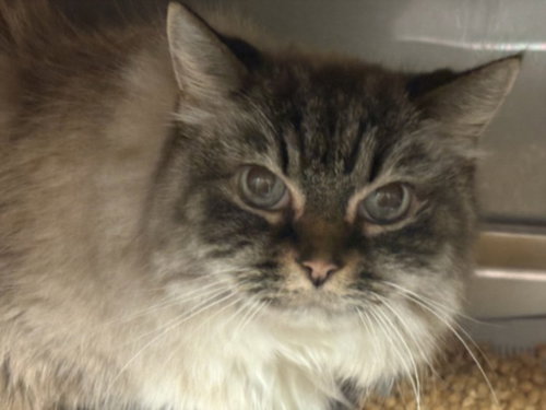 MISCHA, a cat for adoption from West Valley Animal Care and Control Center