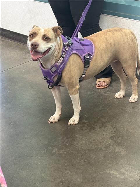 BLAZA GALVEZ, a dog for adoption from West Valley Animal Care and Control Center