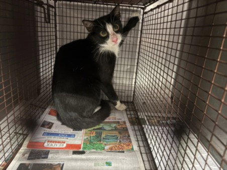 LITTLES, a cat for adoption from West Valley Animal Care and Control Center