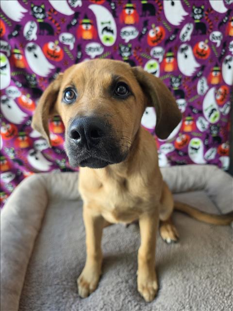 HOWARD, a dog for adoption from West Valley Animal Care and Control Center
