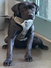 LADY — Chatsworth, CA Adoption