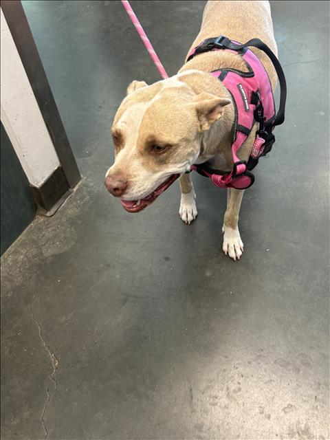 PRECIOUS, a dog for adoption from West Valley Animal Care and Control Center