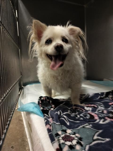CASPER, a dog for adoption from West Valley Animal Care and Control Center