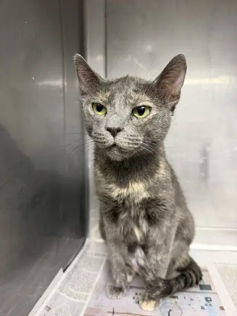 Nelly - Domestic Short Hair
