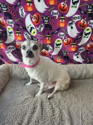 Angel - Chihuahua