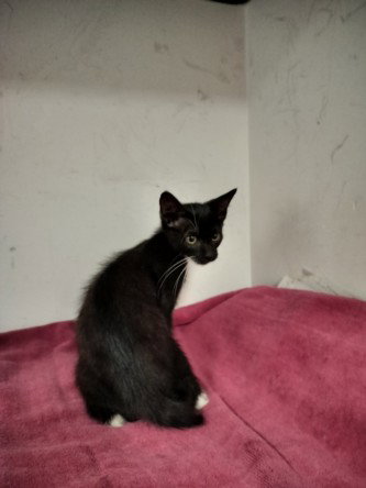 Myra, Domestic Short Hair (medium coat)