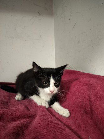 Melanie, Domestic Short Hair (medium coat)