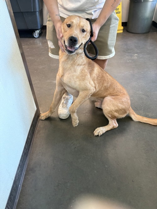 SCRAPPY, a dog for adoption from West Valley Animal Care and Control Center