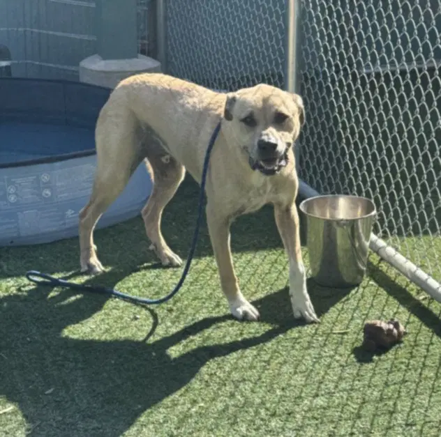 Scrappy - Labrador Retriever