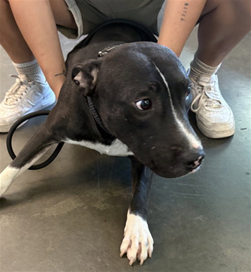 RAMBO, a dog for adoption from West Valley Animal Care and Control Center