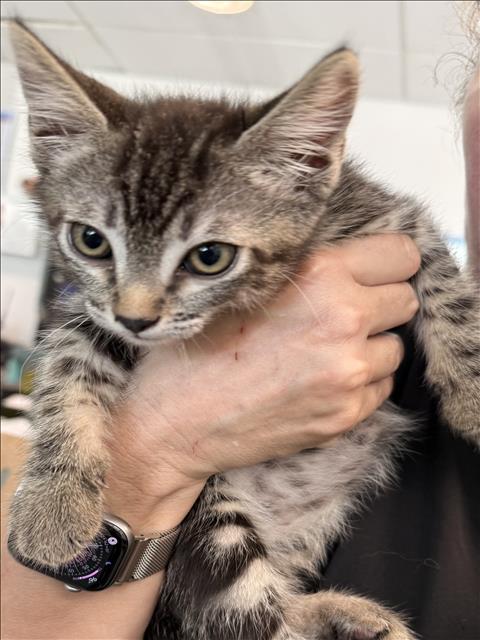 Clyde, Domestic Short Hair (medium coat)