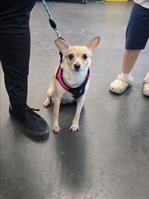Manza, Chihuahua (medium coat)