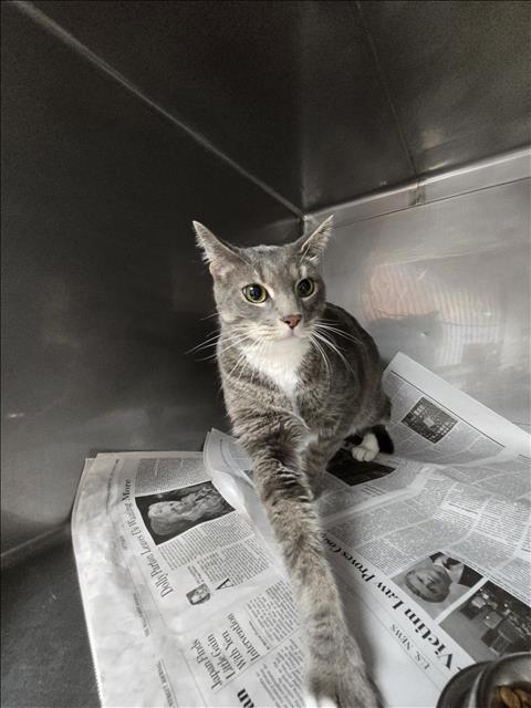 MALO, a cat for adoption from West Valley Animal Care and Control Center