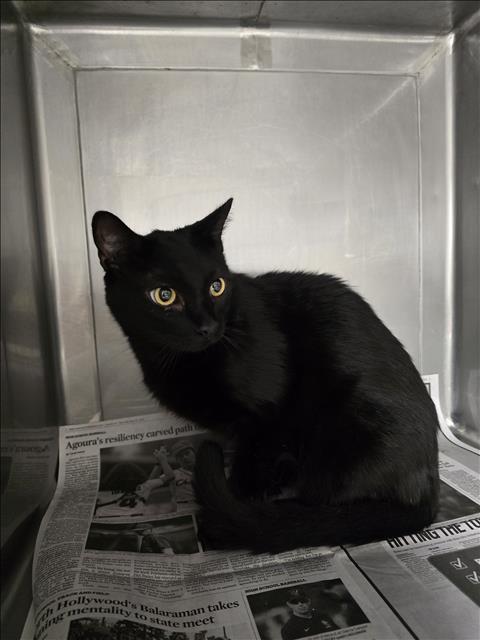 NINJA, a cat for adoption from West Valley Animal Care and Control Center