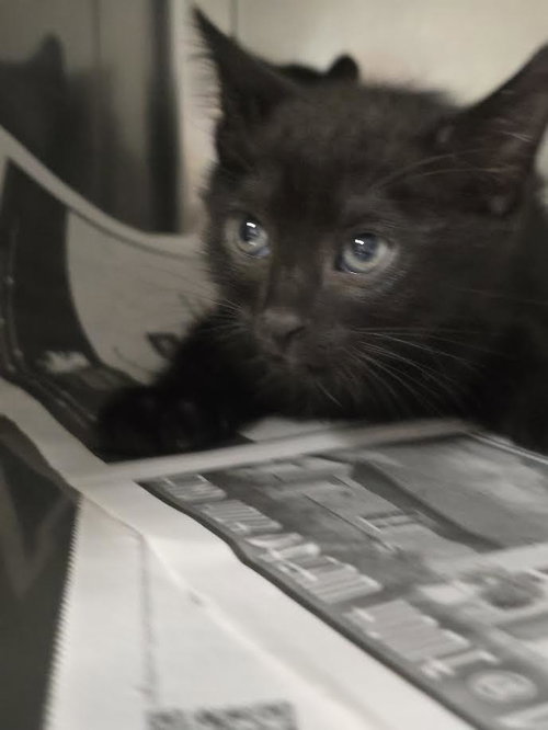 Dante, Domestic Short Hair (medium coat)
