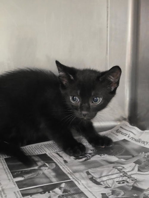 Elliot, Domestic Short Hair (medium coat)