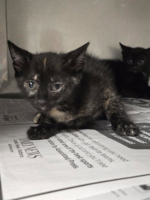 Haley, Domestic Short Hair (medium coat)