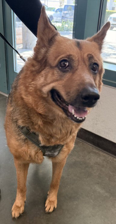 SADIE, a dog for adoption from West Valley Animal Care and Control Center