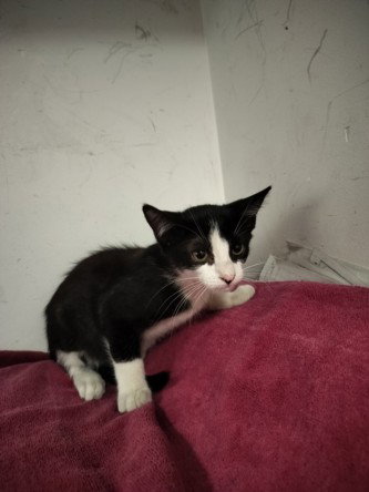 Mary, Domestic Short Hair (medium coat)