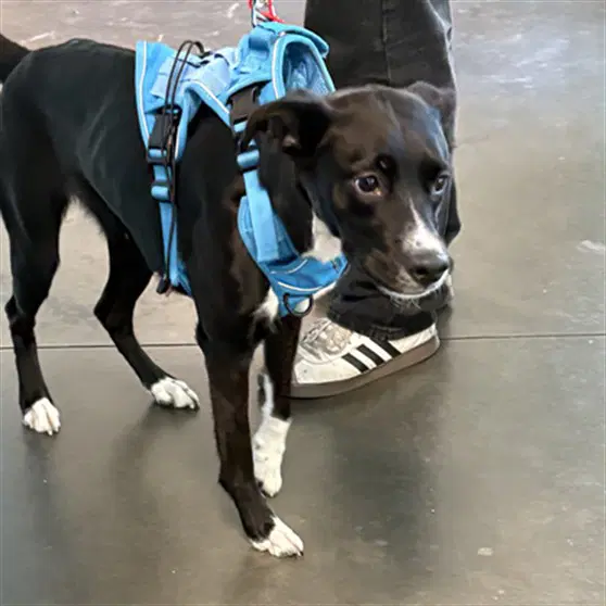 Mia - Boxer