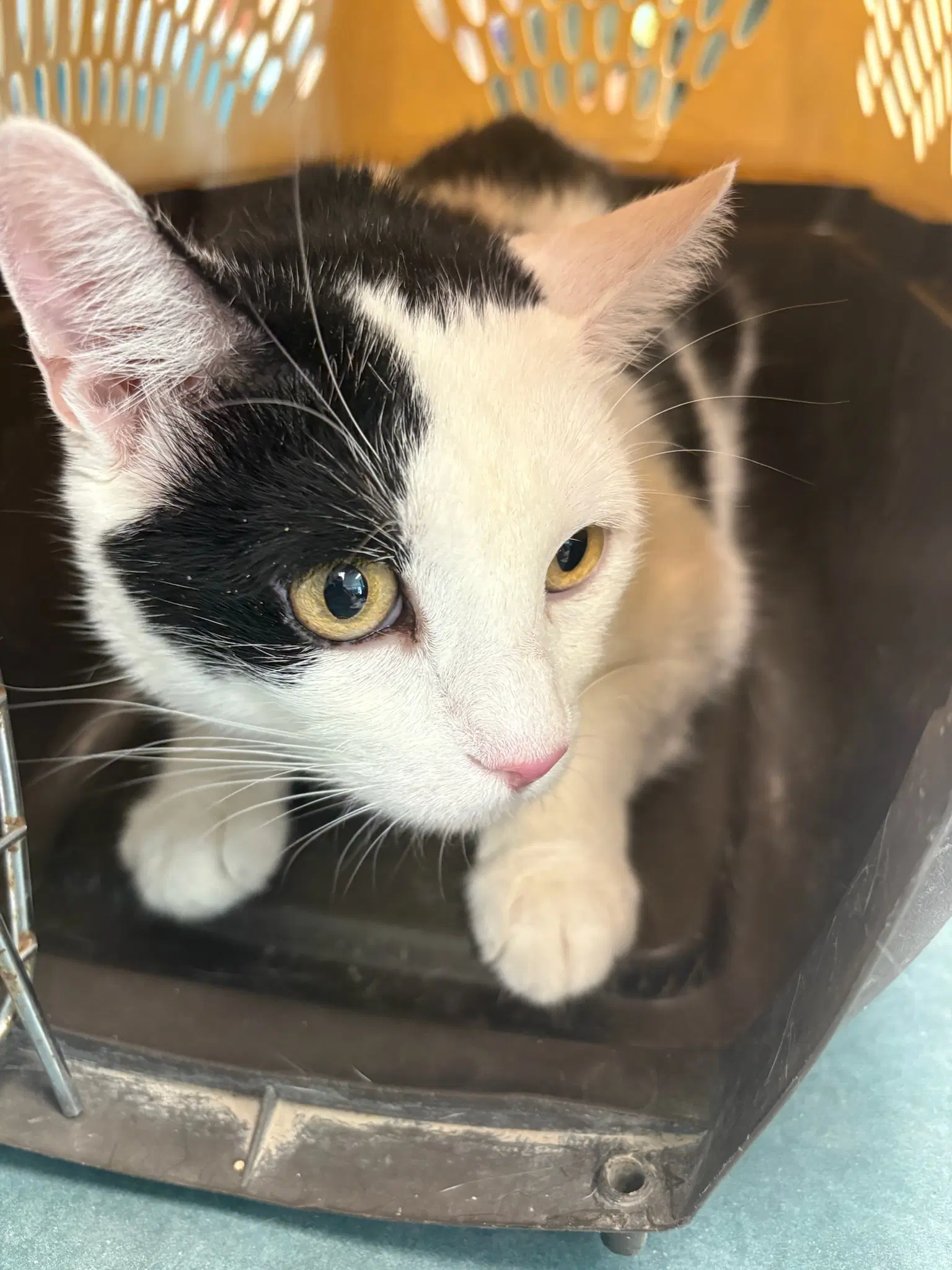 Becky - Domestic Short Hair