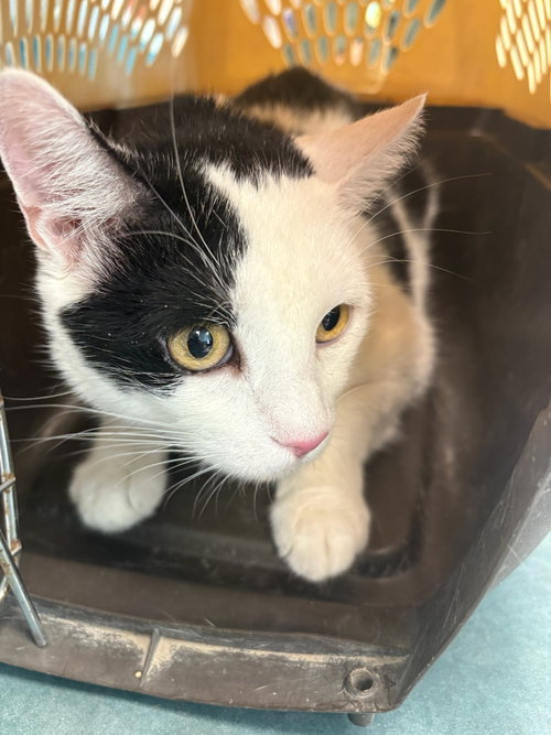 Becky, Domestic Short Hair (medium coat)