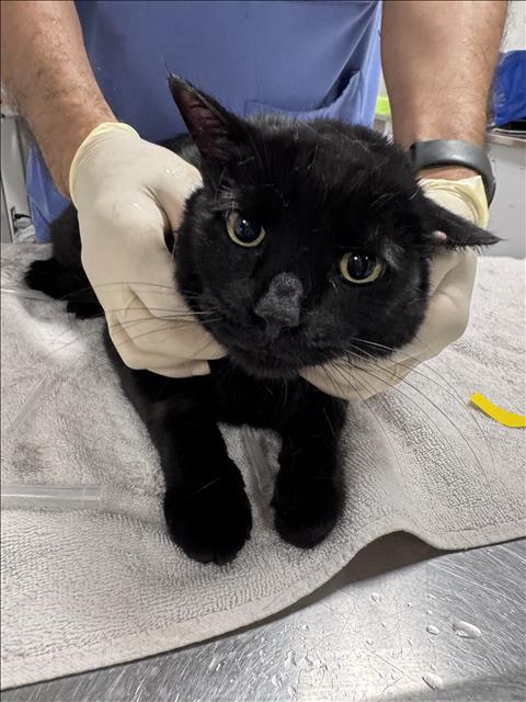 Jinx, Domestic Short Hair (medium coat)