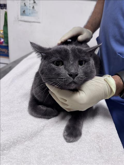 Hunter, Domestic Short Hair (medium coat)
