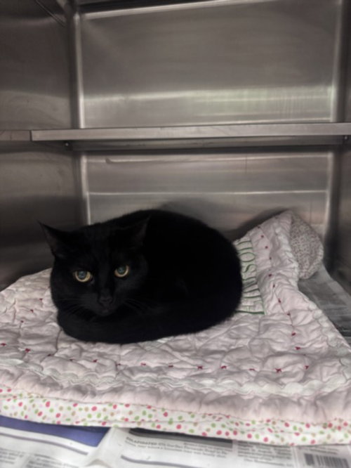 Laika, Domestic Short Hair (medium coat)
