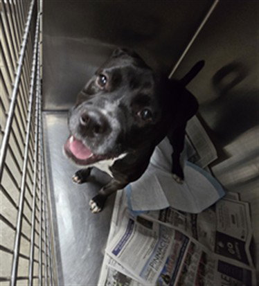 Hobbs, Pit Bull Terrier / Mixed (medium coat)